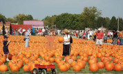 Pumpkin Farm