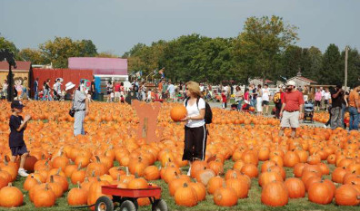 Pumpkin Farm