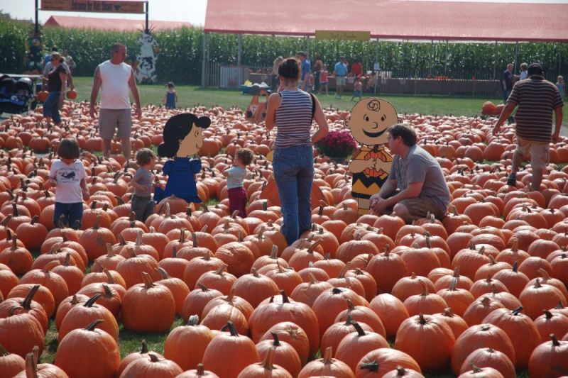 Pumpkin Patch