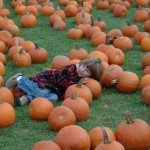 pumpkin farm-1